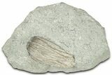 Fossil Crinoid (Pachylocrinus) - Indiana #326063-1